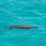 6ZV12TDMON006QSSI3D2 - 🌍NewspaperAmigo – Your Global News Buddy 🗞️ Rare Dugong Spotted in South China Sea After 30 Years! 🌊🧜♀️