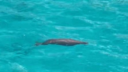 Rare Dugong Spotted in South China Sea After 30 Years! 🌊🧜♀️ Rare Dugong Spotted in South China Sea After 30 Years! 🌊🧜♀️