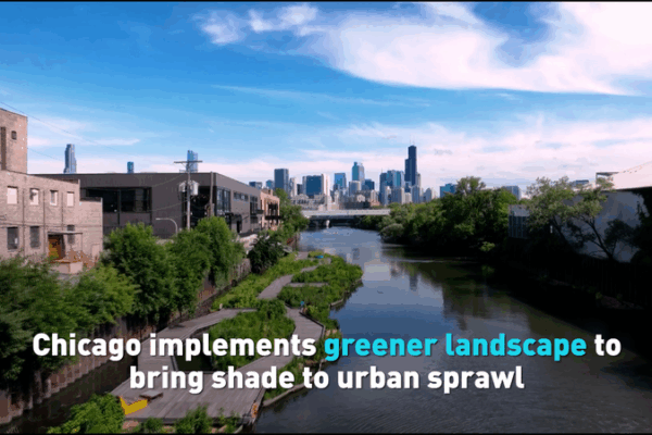 Chicago Blossoms into a Greener Urban Oasis 🌳🏙️ Chicago Blossoms into a Greener Urban Oasis 🌳🏙️ video poster