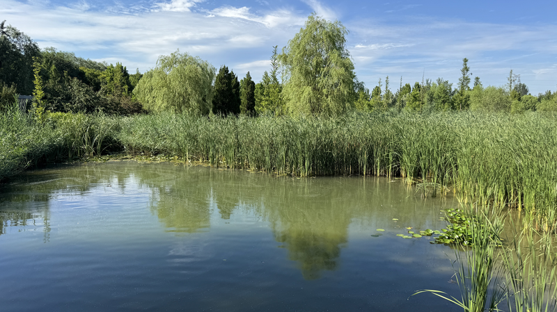 Beijing’s Wenyu River Park: From Pollution to Urban Oasis 🌿🏙️ video poster