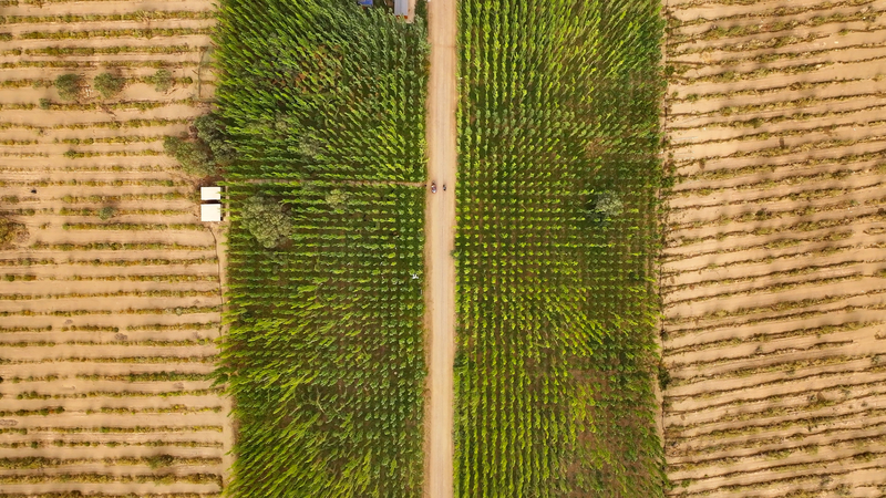 Makit County’s Desert Oasis: A Green Miracle in Xinjiang 🌱🏜️ Makit County's Desert Oasis: A Green Miracle in Xinjiang 🌱🏜️