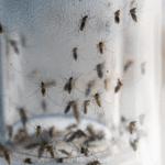 BNJDKU6REH2SXQCNY34C - 🌍NewspaperAmigo – Your Global News Buddy 🗞️ 🦟 Chinese Scientists Develop Smart Mosquito System to Combat Diseases 🌍💡