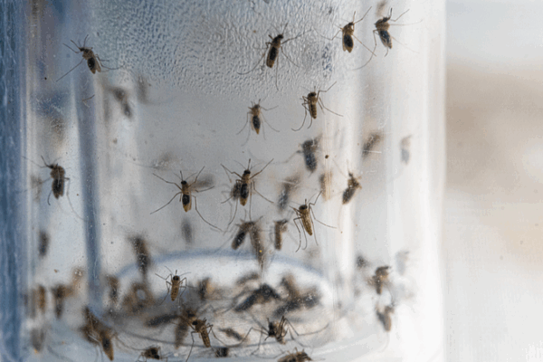BNJDKU6REH2SXQCNY34C - 🌍NewspaperAmigo – Your Global News Buddy 🗞️ 🦟 Chinese Scientists Develop Smart Mosquito System to Combat Diseases 🌍💡
