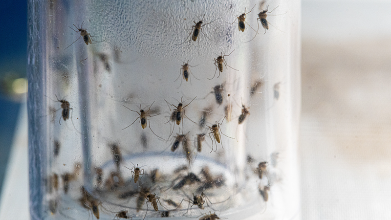 🦟 Chinese Scientists Develop Smart Mosquito System to Combat Diseases 🌍💡