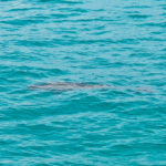 BYJC96E92DMX07VUCGD4 - 🌍NewspaperAmigo – Your Global News Buddy 🗞️ Dugongs Make a Comeback in Nansha Islands 🐋✨