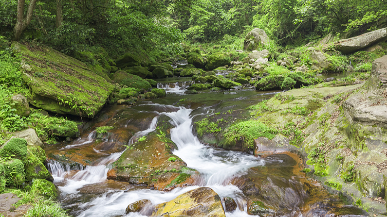 🌿 Breathe Easy: Explore China’s Qianjiangyuan National Park! 🌿 Breathe Easy: Explore China’s Qianjiangyuan National Park!