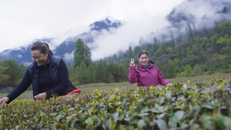 From Leaf to Cup: Meet Tibet’s Tea Master Cao Aiping 🌱🍵 From Leaf to Cup: Meet Tibet’s Tea Master Cao Aiping 🌱🍵 video poster