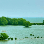 F4S9S0KQ9GR464R4MO3G - 🌍NewspaperAmigo – Your Global News Buddy 🗞️ 🌿 Tidal Guardians: Zhanjiang’s Mangroves Shield Coastlines & Wildlife 🌊