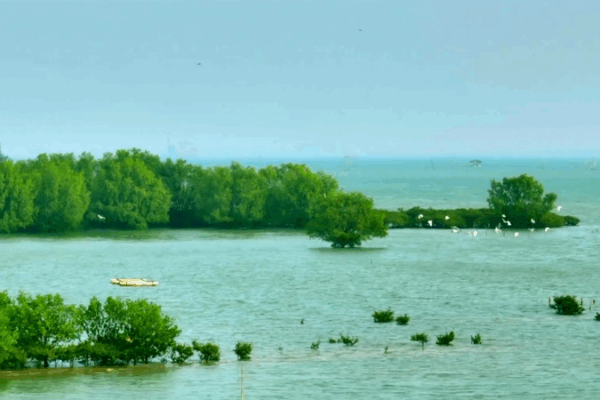 🌿 Tidal Guardians: Zhanjiang’s Mangroves Shield Coastlines & Wildlife 🌊 🌿 Tidal Guardians: Zhanjiang’s Mangroves Shield Coastlines & Wildlife 🌊