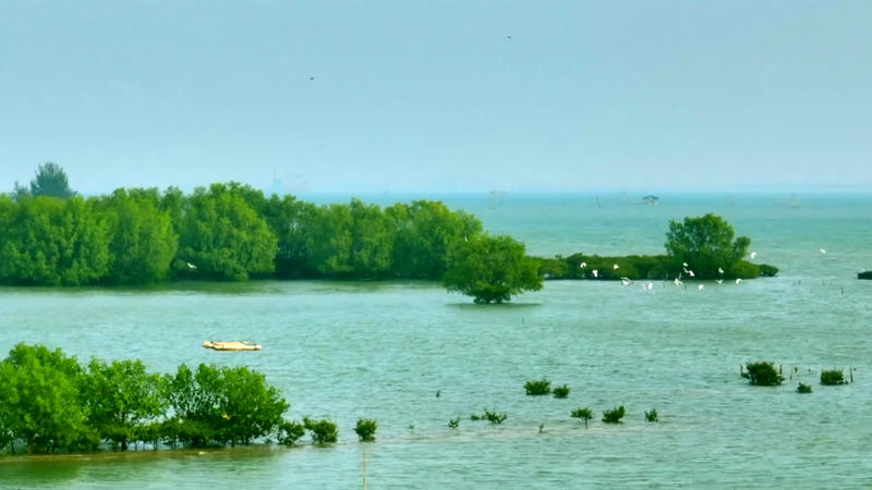 🌿 Tidal Guardians: Zhanjiang’s Mangroves Shield Coastlines & Wildlife 🌊