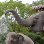 GFZ7QM0JPI5I2MT2UEFX - 🌍NewspaperAmigo – Your Global News Buddy 🗞️ Shanghai Zoos Beat the Heat with Ice, AC, and Mist for Animals 🐼❄️ video poster