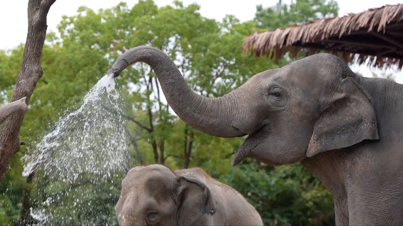 Shanghai Zoos Beat the Heat with Ice, AC, and Mist for Animals 🐼❄️ video poster