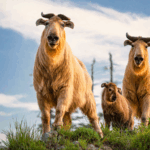 HGPDX1SM349Q73NQVUXF - 🌍NewspaperAmigo – Your Global News Buddy 🗞️ China’s ‘Two Mountains’ Spark Biodiversity Boom 🌱🐼