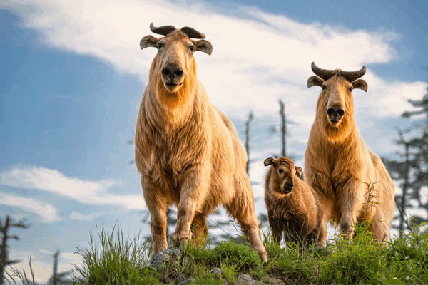 China’s ‘Two Mountains’ Spark Biodiversity Boom 🌱🐼 China’s ‘Two Mountains’ Spark Biodiversity Boom 🌱🐼