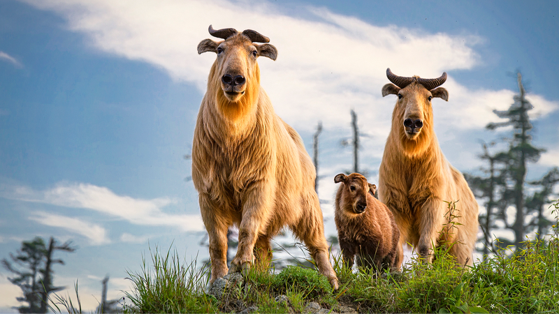 China’s ‘Two Mountains’ Spark Biodiversity Boom 🌱🐼