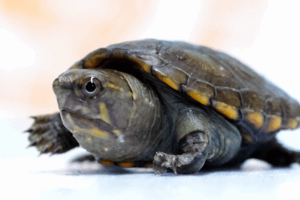 Tiny Turtle Triumph: World’s Smallest Freshwater Species Hatches in Mexico 🐢✨ Tiny Turtle Triumph: World’s Smallest Freshwater Species Hatches in Mexico 🐢✨