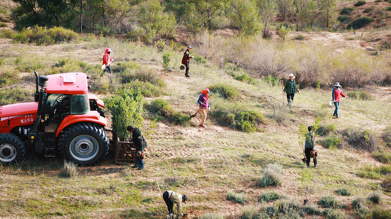 From Desert to Oasis: How a Family’s Tree-Planting Legacy Transformed Mu Us 🌱🏜️✨ From Desert to Oasis: How a Family’s Tree-Planting Legacy Transformed Mu Us 🌱🏜️✨
