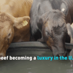 U.S. Beef Prices Sizzle 🥩: Why Your Burger Costs More Now video poster