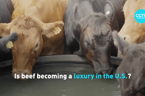 U.S. Beef Prices Sizzle 🥩: Why Your Burger Costs More Now U.S. Beef Prices Sizzle 🥩: Why Your Burger Costs More Now video poster