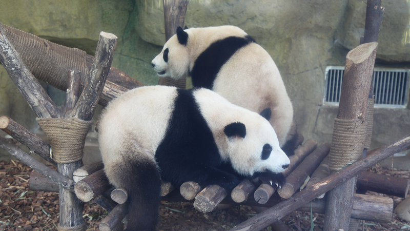 Chengdu Panda Base: Where Bamboo Meets Adventure 🐼🎋 Chengdu Panda Base: Where Bamboo Meets Adventure 🐼🎋