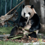 KNFTB88UVVDE464T4NJO - 🌍NewspaperAmigo – Your Global News Buddy 🗞️ Cheese & Sesame: Twin Pandas Debut in Harbin 🐼❄️