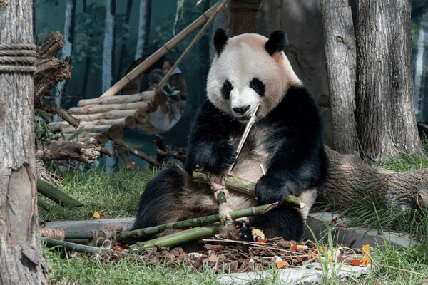 Cheese & Sesame: Twin Pandas Debut in Harbin 🐼❄️ Cheese & Sesame: Twin Pandas Debut in Harbin 🐼❄️