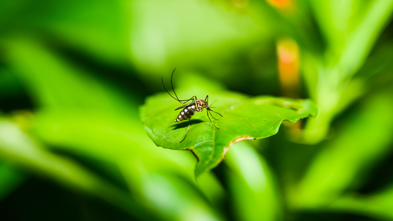 MAB4JTBHTAV8ZSHOY19Q - 🌍NewspaperAmigo – Your Global News Buddy 🗞️ 🌍 Chikungunya Virus Spreads to 119 Countries: WHO Sounds Alarm 🚨