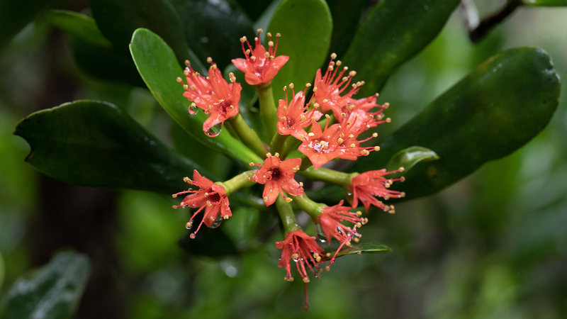 🌱 Hainan’s Mangrove Revival: Eco Wins & Economic Boosts! 🌱 Hainan's Mangrove Revival: Eco Wins & Economic Boosts!
