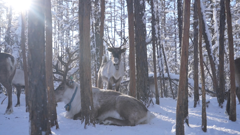 Reindeer Roam China’s Frozen North 🌲🦌 Reindeer Roam China’s Frozen North 🌲🦌