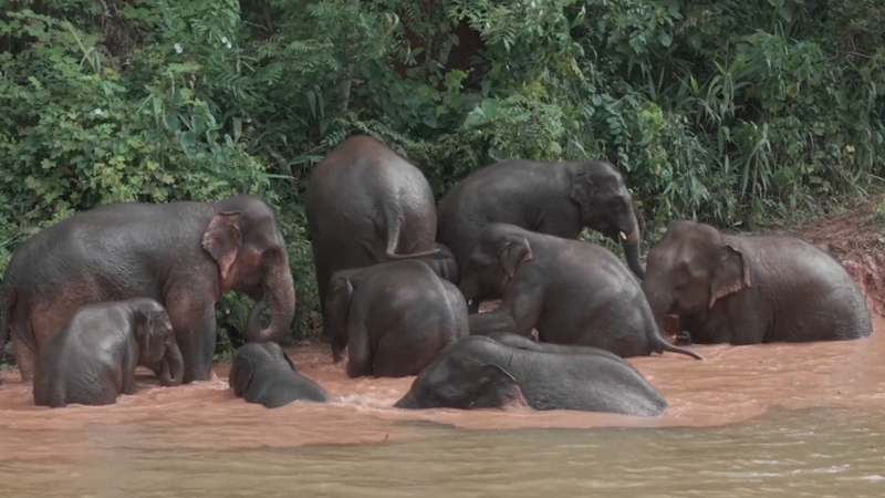 Yunnan’s Elephants Thrive: Tech Meets Conservation 🐘🌿 Yunnan’s Elephants Thrive: Tech Meets Conservation 🐘🌿 video poster