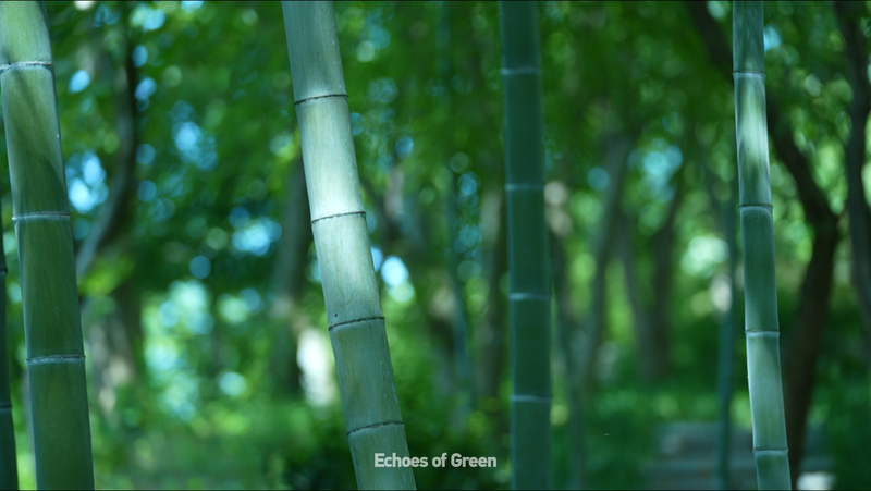 🌿 Anji’s Bamboo Symphony: Nature’s Untamed Playlist 🎶 🌿 Anji's Bamboo Symphony: Nature's Untamed Playlist 🎶 video poster