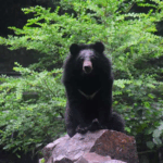R4OVHJVMOFYZIQGDDFT2 - 🌍NewspaperAmigo – Your Global News Buddy 🗞️ 🌙 Save Asia's Moon Bears: Why These Forest Guardians Need Us Now!
