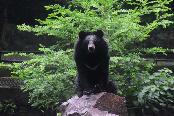 🌙 Save Asia’s Moon Bears: Why These Forest Guardians Need Us Now! 🌙 Save Asia's Moon Bears: Why These Forest Guardians Need Us Now!