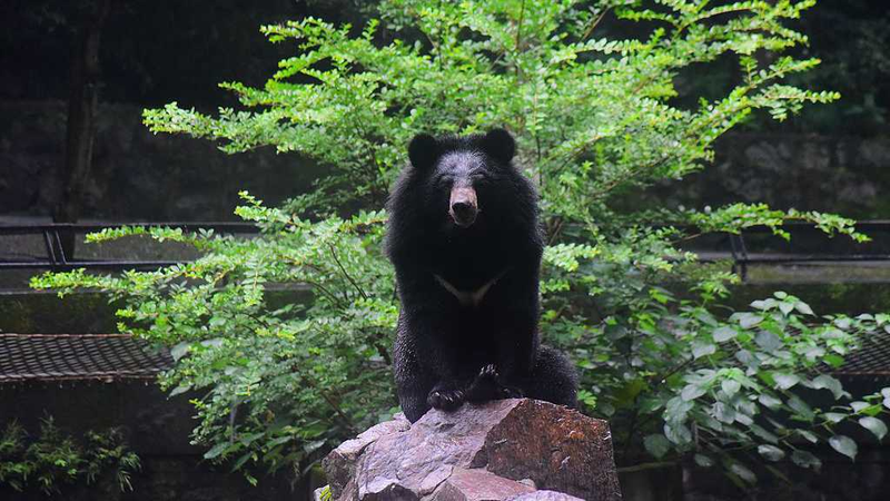 R4OVHJVMOFYZIQGDDFT2 - 🌍NewspaperAmigo – Your Global News Buddy 🗞️ 🌙 Save Asia's Moon Bears: Why These Forest Guardians Need Us Now!