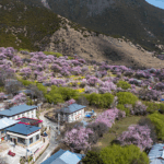 SCO7VGTEFQU9PVJ4OC6H - 🌍NewspaperAmigo – Your Global News Buddy 🗞️ Xizang's 'Peach Blossom Village' Blossoms Into Modern Success Story 🌸
