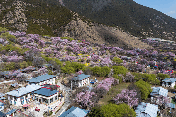 Xizang's 'Peach Blossom Village' Blossoms Into Modern Success Story 🌸