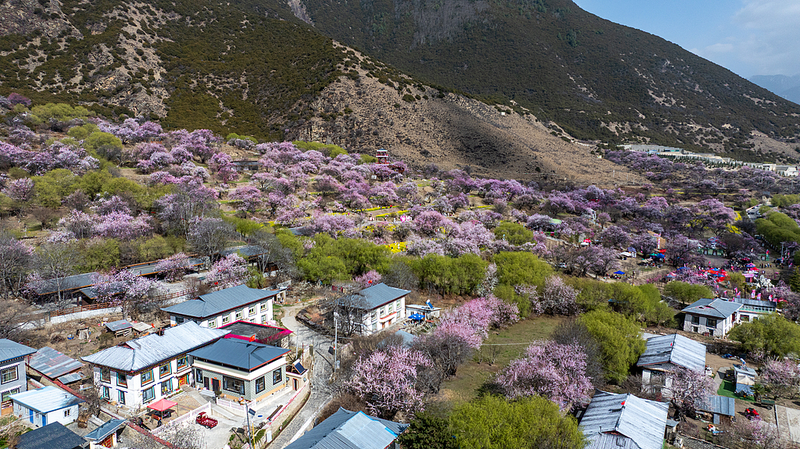SCO7VGTEFQU9PVJ4OC6H - 🌍NewspaperAmigo – Your Global News Buddy 🗞️ Xizang's 'Peach Blossom Village' Blossoms Into Modern Success Story 🌸