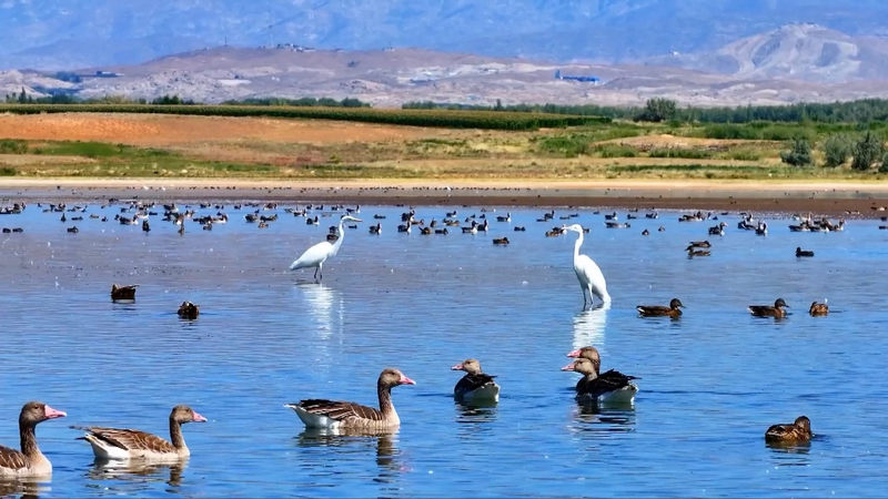Winged Wonders Flock to Xinjiang’s Aweitan Reservoir 🦆✨ Winged Wonders Flock to Xinjiang’s Aweitan Reservoir 🦆✨ video poster