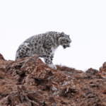 SY4AAAZVTQWXK68KKJPV - 🌍NewspaperAmigo – Your Global News Buddy 🗞️ China’s National Parks Spark Panda Boom 🐼🌿