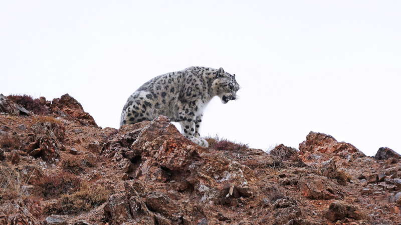 China’s National Parks Spark Panda Boom 🐼🌿