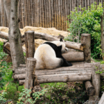 Chengdu’s Pandas Roll Out Welcome Mat for 2025 World Games Athletes 🐾🏅 video poster