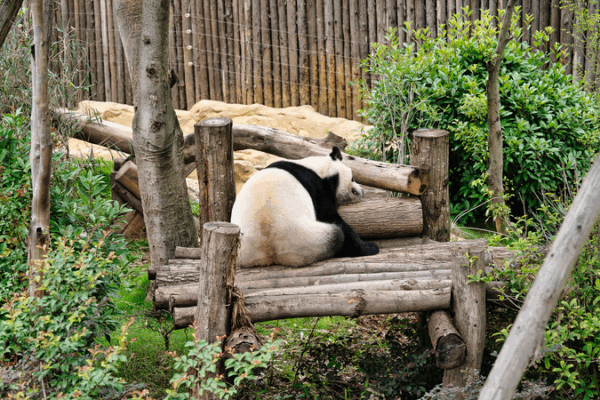 Chengdu’s Pandas Roll Out Welcome Mat for 2025 World Games Athletes 🐾🏅 Chengdu’s Pandas Roll Out Welcome Mat for 2025 World Games Athletes 🐾🏅 video poster