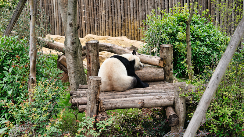 Chengdu’s Pandas Roll Out Welcome Mat for 2025 World Games Athletes 🐾🏅 video poster