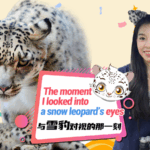 UUU3VA8HYELKERYUXEU8 - 🌍NewspaperAmigo – Your Global News Buddy 🗞️ Snow Leopards & Survival: Inside Xining’s Wildlife Rescue Haven 🌄🐆 video poster