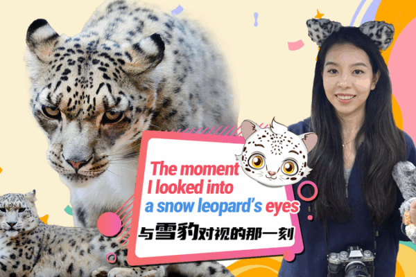 Snow Leopards & Survival: Inside Xining’s Wildlife Rescue Haven 🌄🐆 Snow Leopards & Survival: Inside Xining’s Wildlife Rescue Haven 🌄🐆 video poster