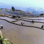 From Ancient Terraces to Prosperity: How Yunnan’s Hani People Are Redefining Rural Life 🌾✨