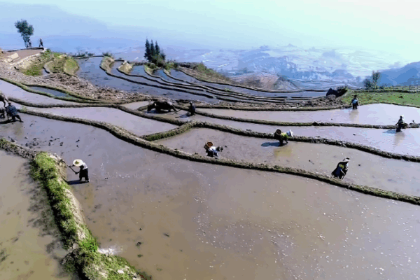 From Ancient Terraces to Prosperity: How Yunnan’s Hani People Are Redefining Rural Life 🌾✨ From Ancient Terraces to Prosperity: How Yunnan’s Hani People Are Redefining Rural Life 🌾✨