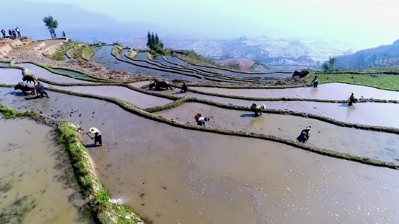 From Ancient Terraces to Prosperity: How Yunnan’s Hani People Are Redefining Rural Life 🌾✨