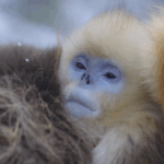 V81UCHXAMCCAEIY4MLH2 - 🌍NewspaperAmigo – Your Global News Buddy 🗞️ Golden Snub-Nosed Monkeys: Winter Survival Squad Goals 🐒❄️