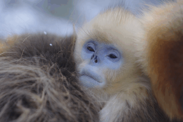 Golden Snub-Nosed Monkeys: Winter Survival Squad Goals 🐒❄️ Golden Snub-Nosed Monkeys: Winter Survival Squad Goals 🐒❄️